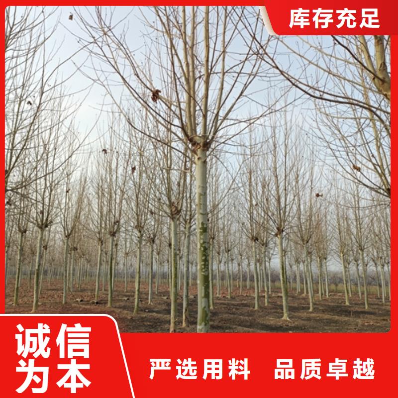 法桐-金叶复叶槭厂家工艺先进