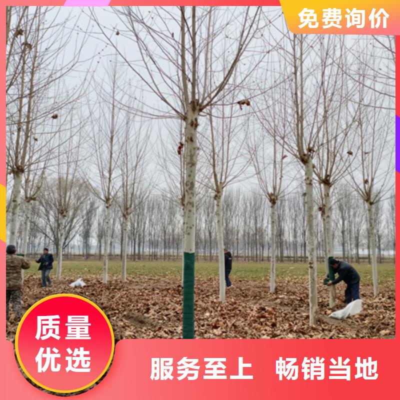 法桐小苗_法桐小苗生产品牌