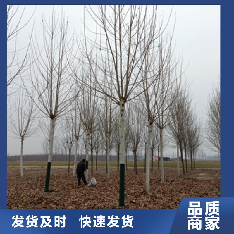质量可靠的法桐小苗销售厂家