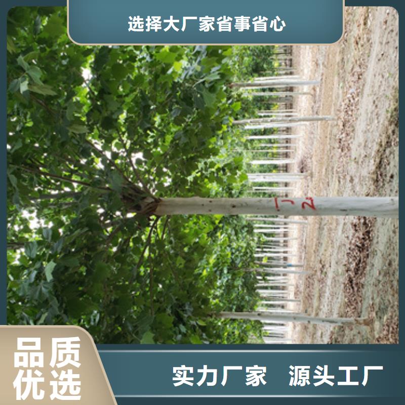 法桐行情欢迎来电绿化乔木