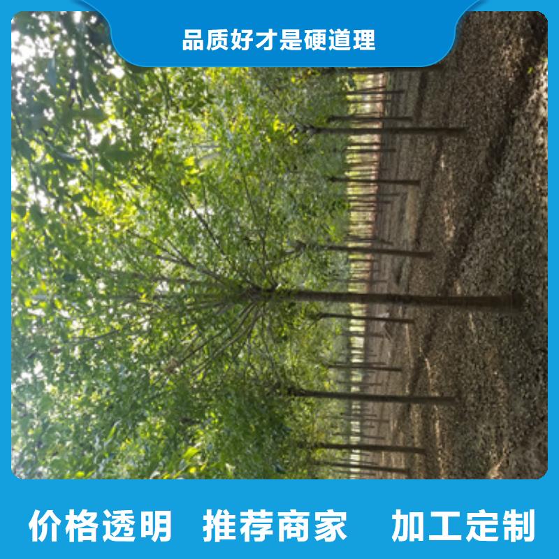 速生法桐种植基地绿化苗木