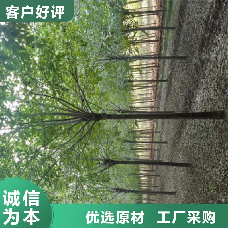 造型法桐企业-价格优惠