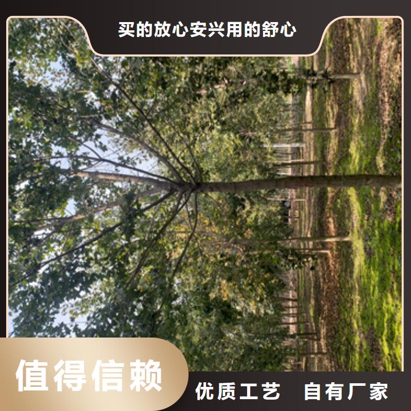 法桐小苗实体厂家
