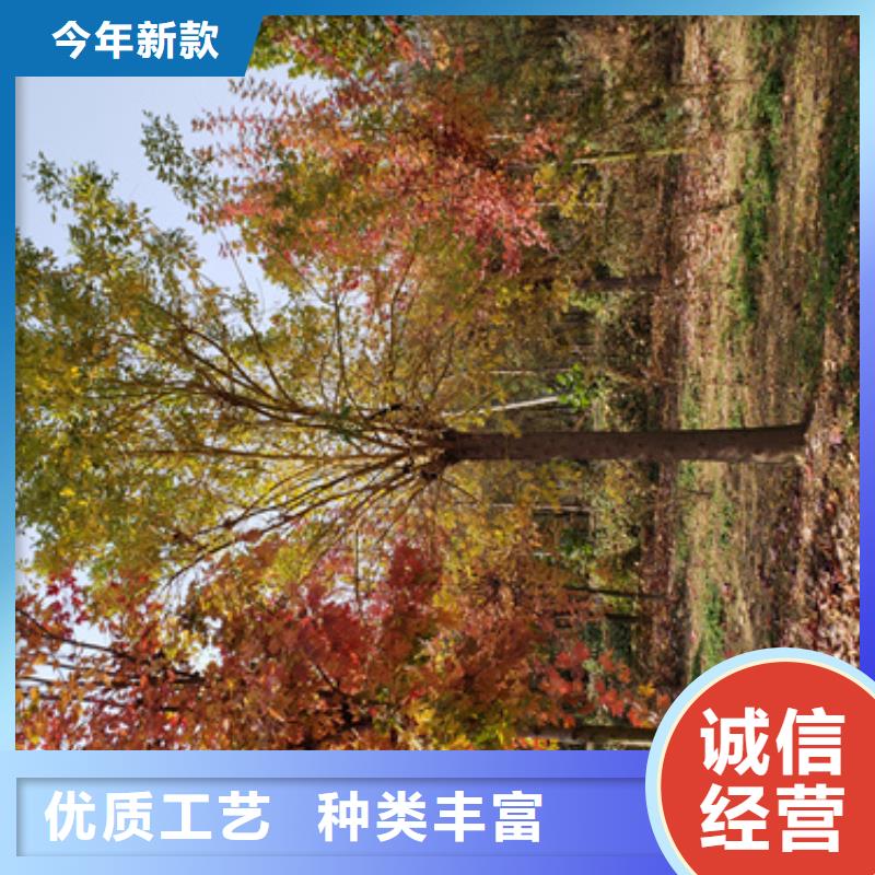 质量可靠的法桐小苗销售厂家