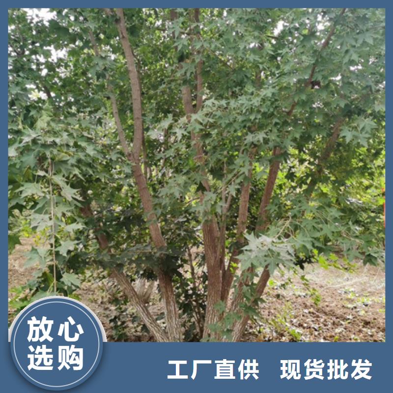 造型法桐种植基地绿化苗木