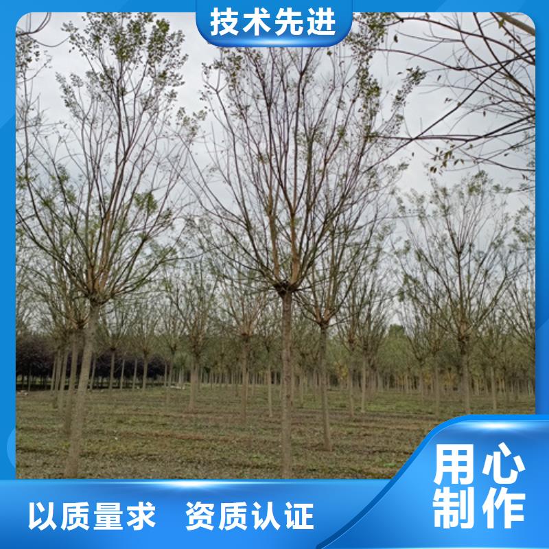 造型法桐厂家直销-全国发货
