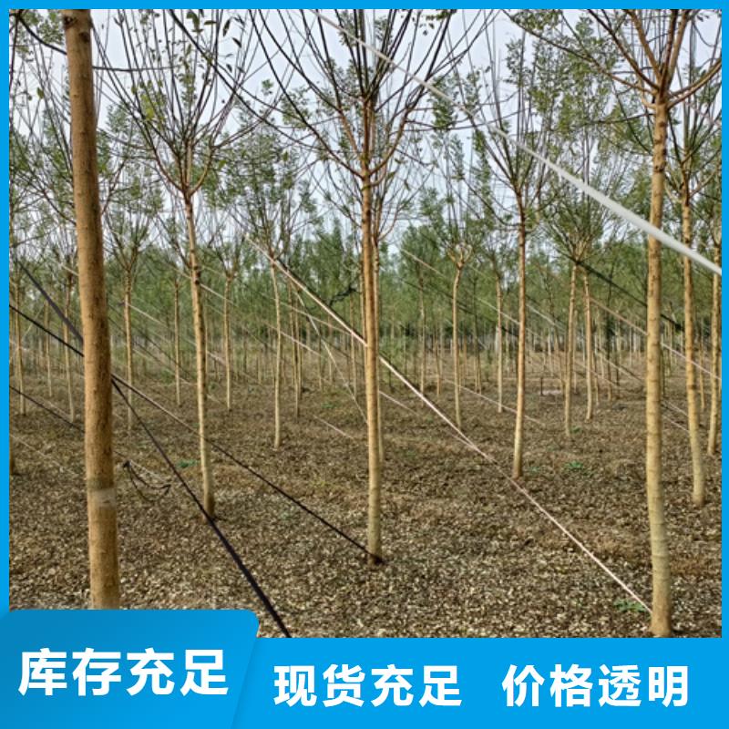 法桐小苗好货不怕比