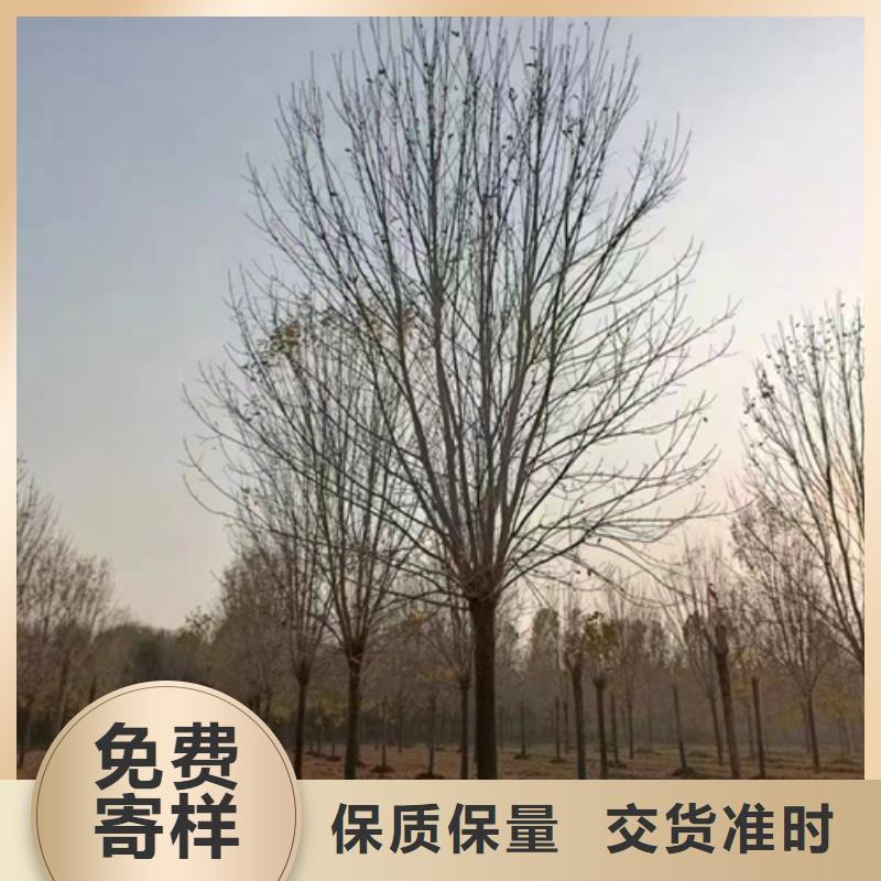 质量可靠的法桐小苗销售厂家