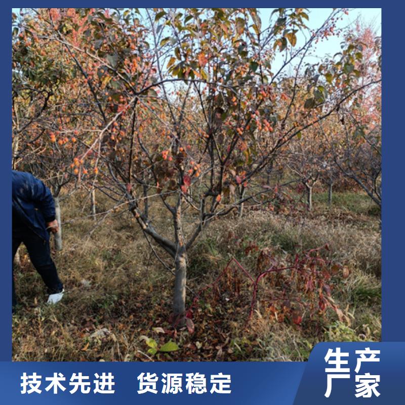 造型法桐质量放心苗木基地