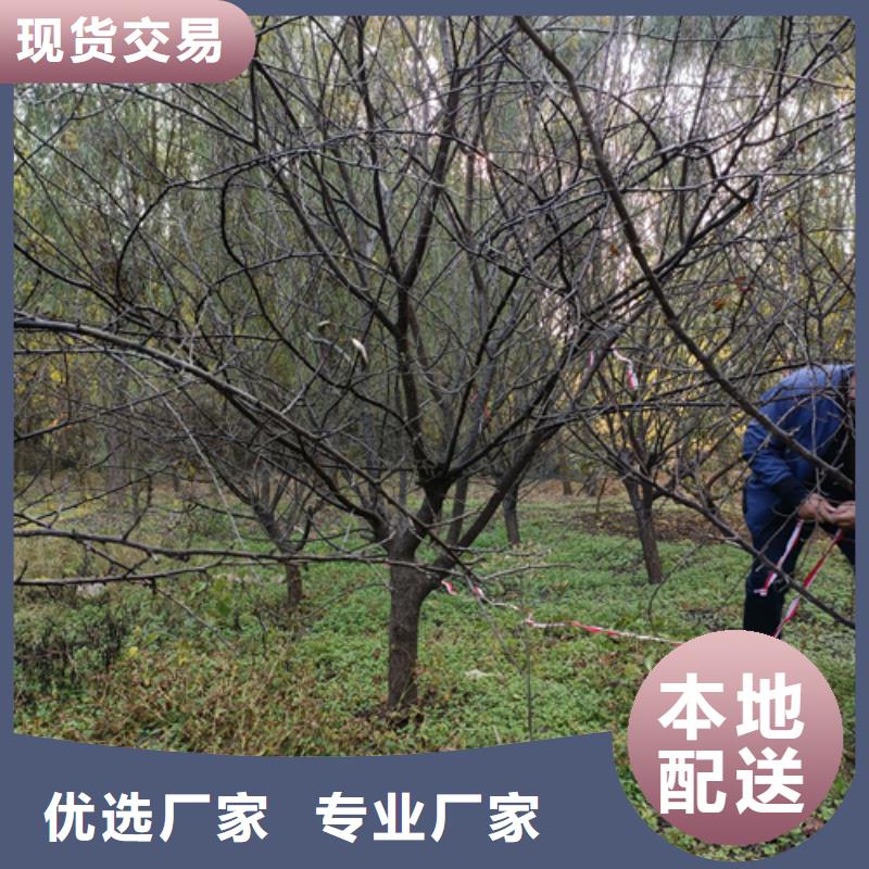 法桐行情欢迎来电绿化乔木
