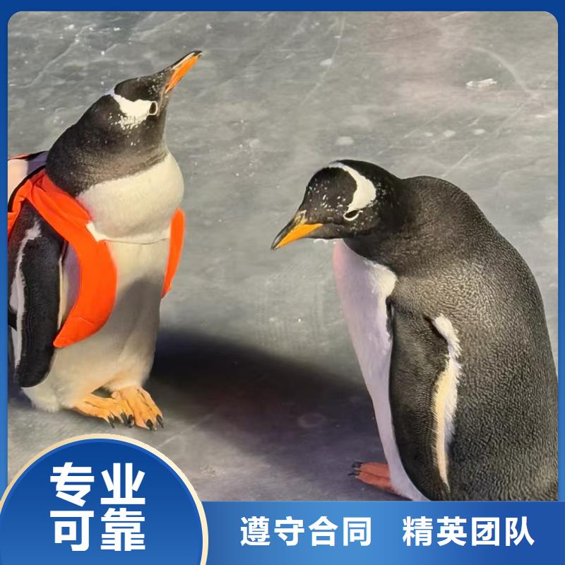 购买企鹅展览认准兮洋动物展览有限公司