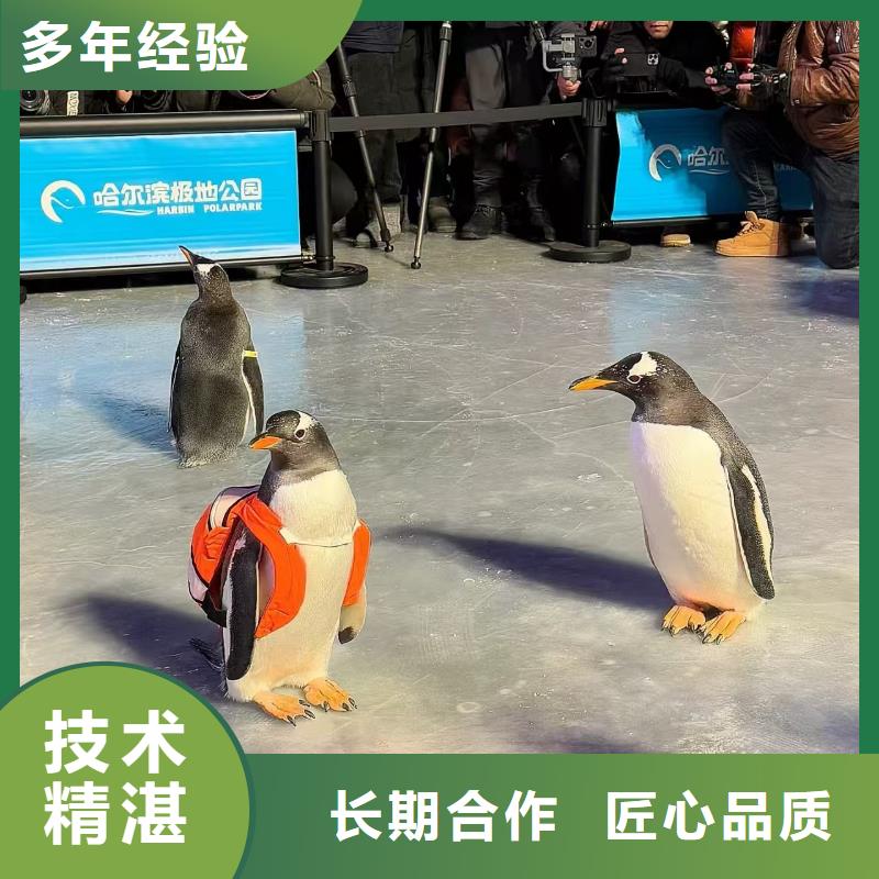 企鹅展览好货促销