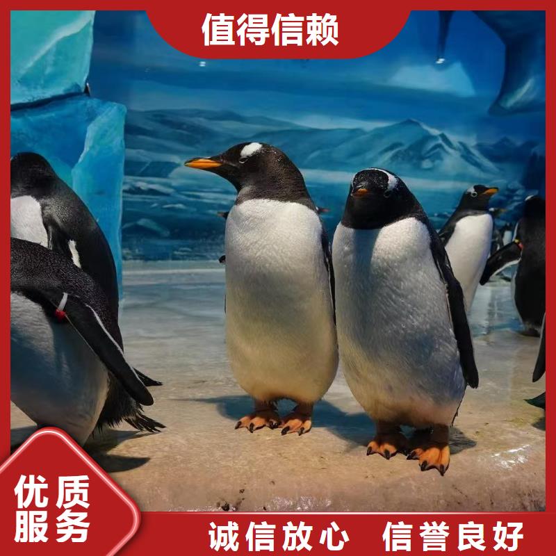 质量优的巴布亚企鹅供货商