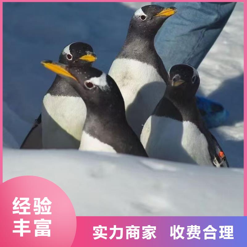 企鹅展览好货促销