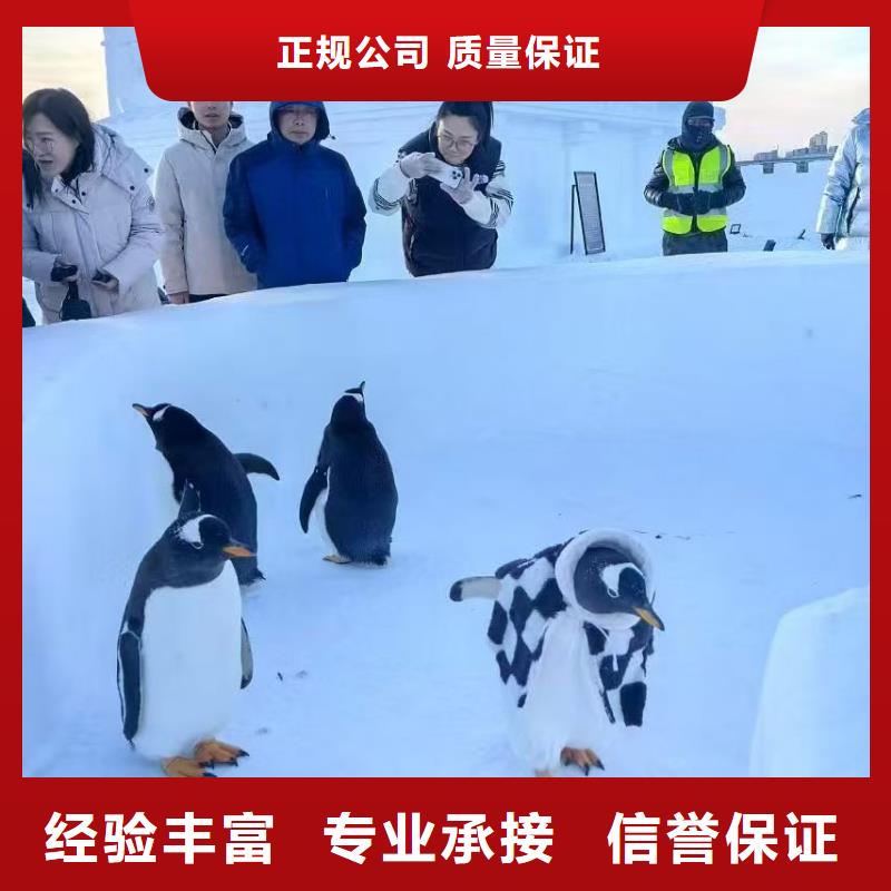 巴布亚企鹅材质好