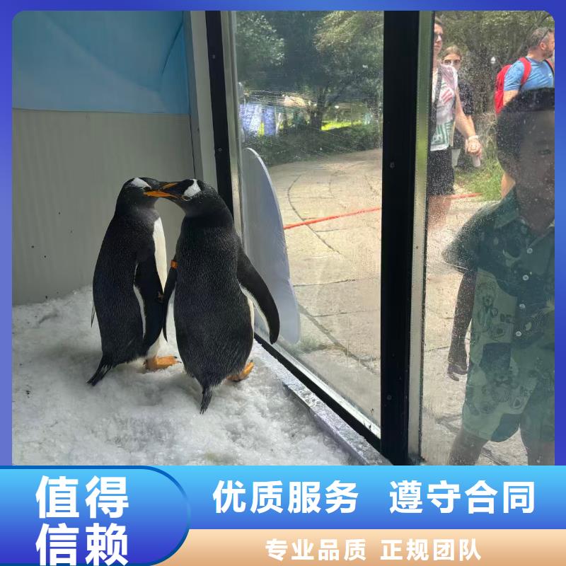 采购企鹅展览必看-质量好