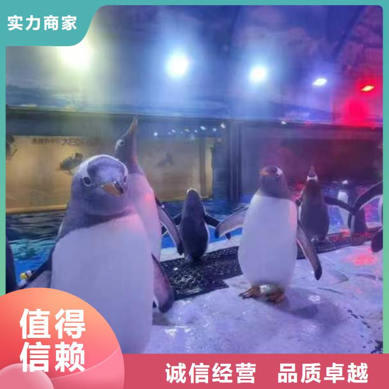 巴布亚企鹅生产厂家_厂家直销