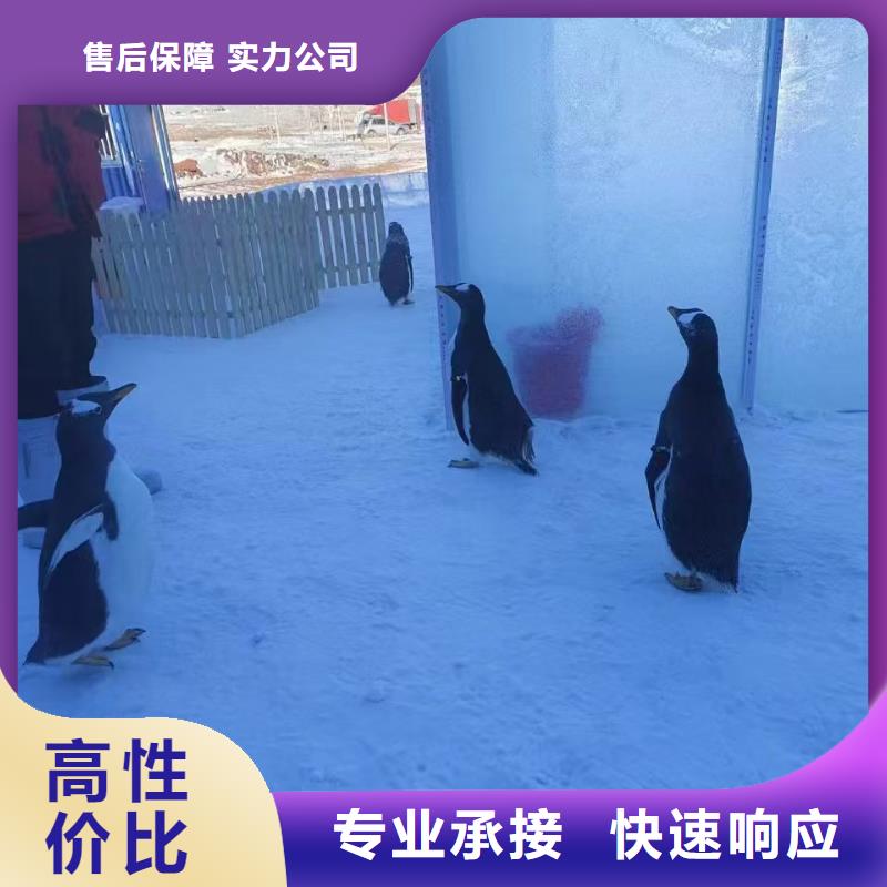 企鹅出租本地厂家