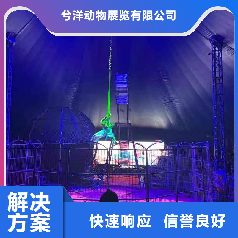 马戏团/羊驼 鹦鹉表演出租快速