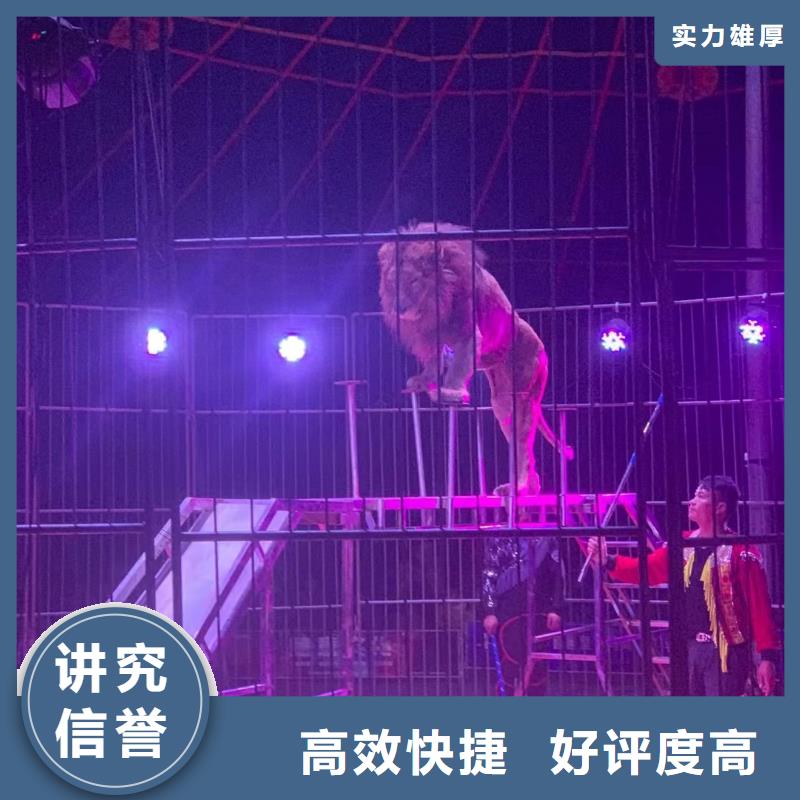 马戏团/羊驼_企鹅出租经验丰富