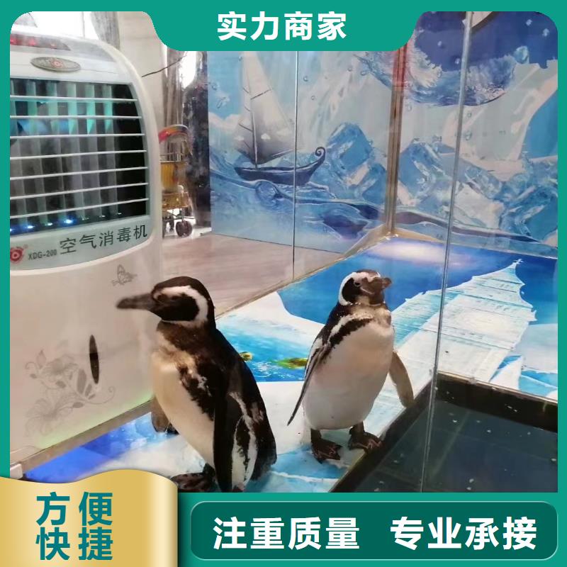 海洋生物展出租活跃气氛