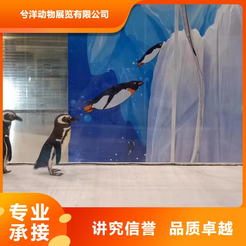 海洋主题动物表演_羊驼出租一对一服务