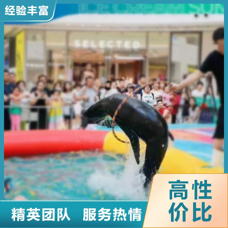 海狮表演租赁海洋动物