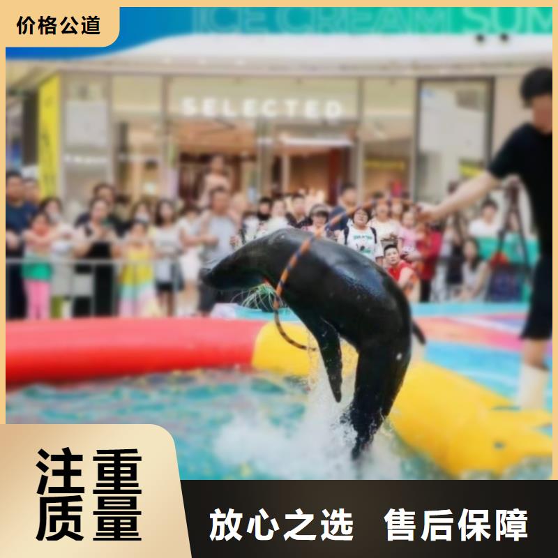 海洋主题动物表演【出租海狮表演】售后保障