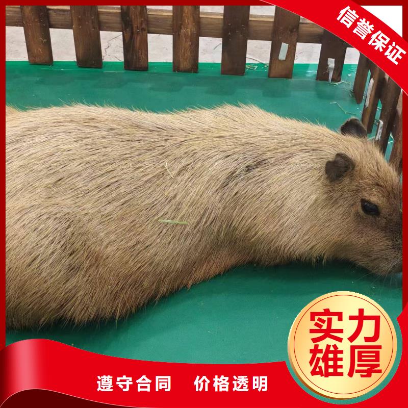 卖出租优势的当地厂家