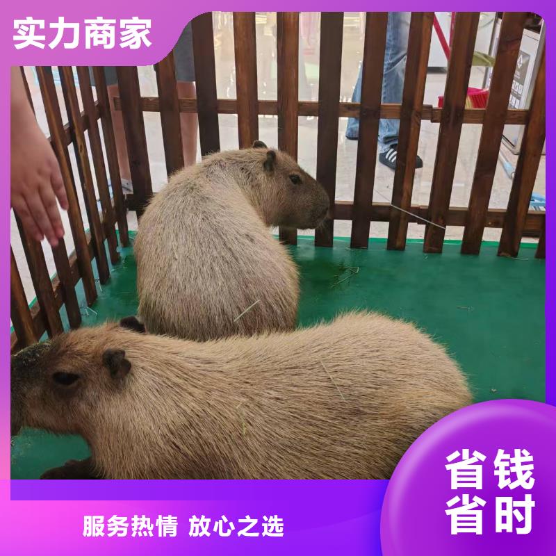 供应商场暖场_生产厂家