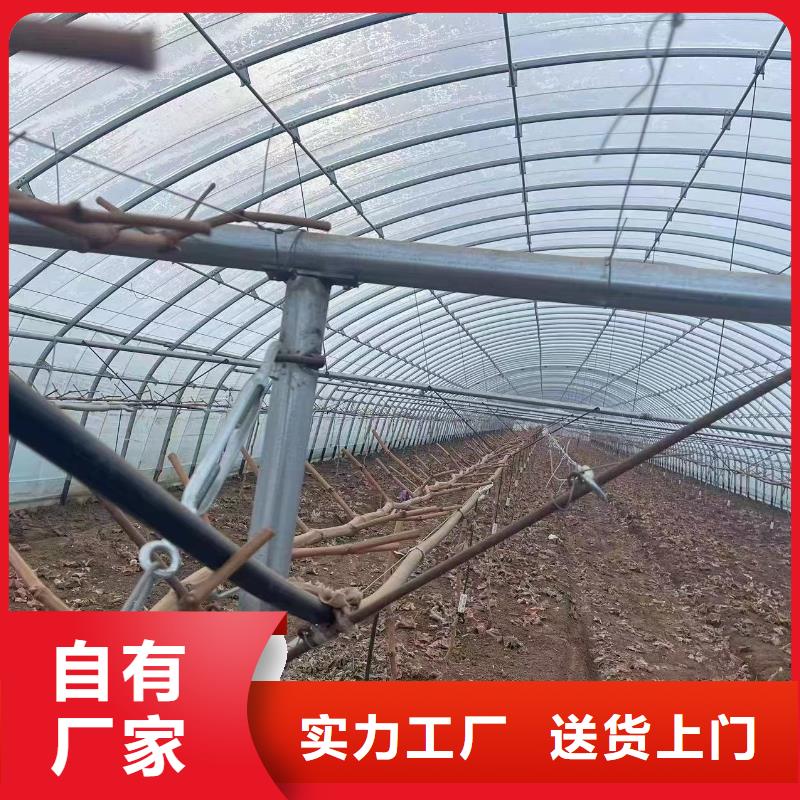 温室大棚管草莓生产