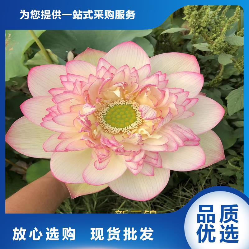 观赏荷花种苗专业供货商