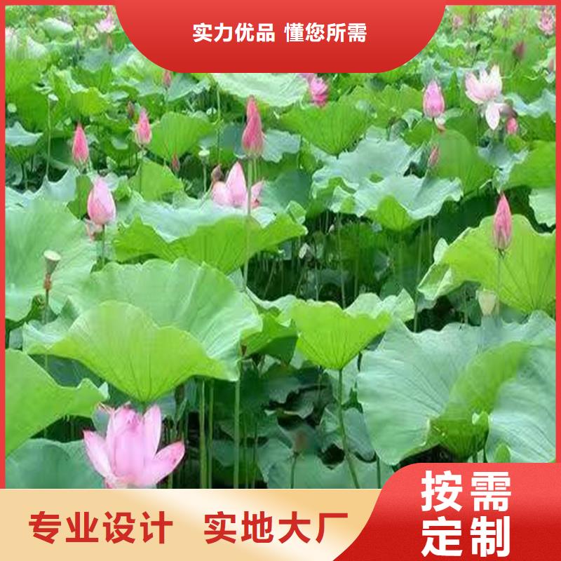 选购大型荷花苗-实体厂家可定制