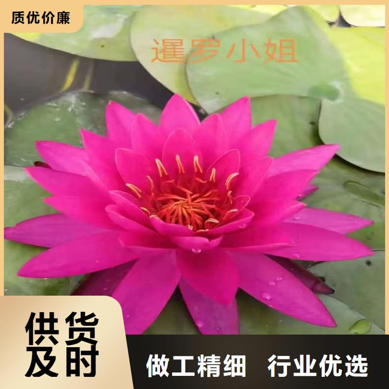 荷花莲藕苗加工