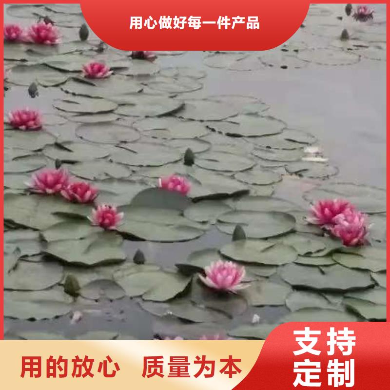 定做荷花苗厂家