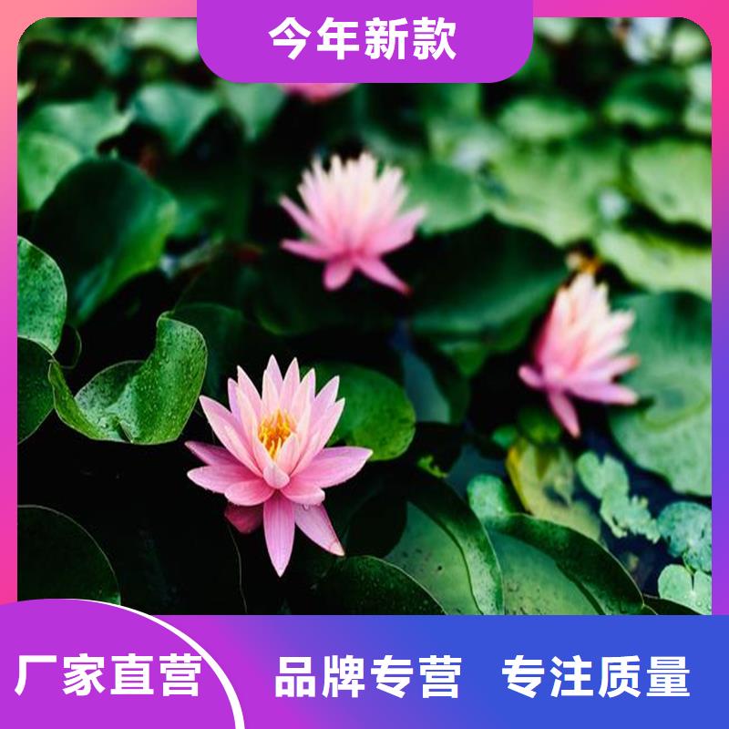 定做荷花苗厂家