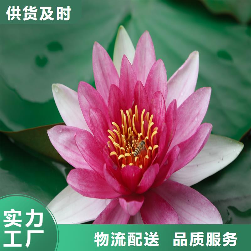 2025欢迎访问##根系发达荷花苗##实体厂家