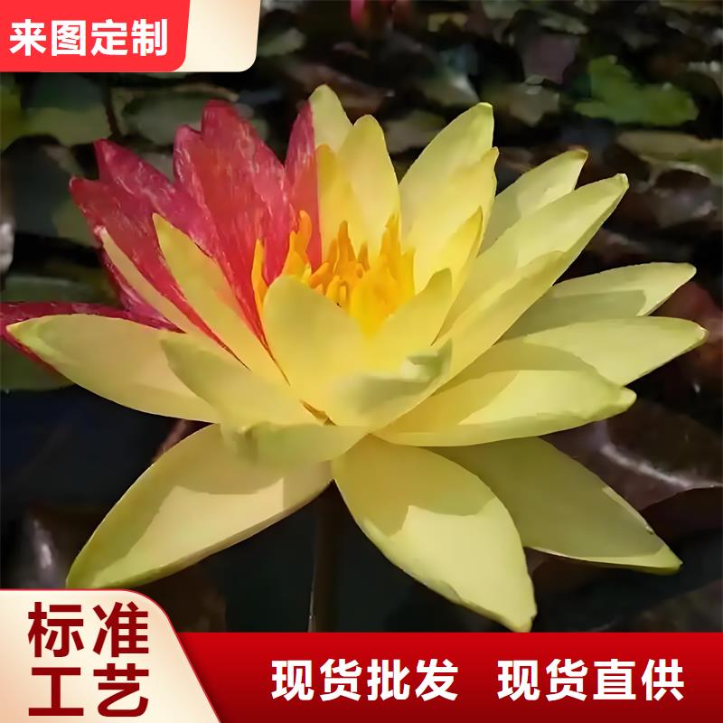 经验丰富的睡莲什么时候种植批发商