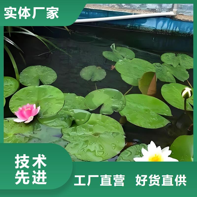 的睡莲冬天怎样过冬厂家