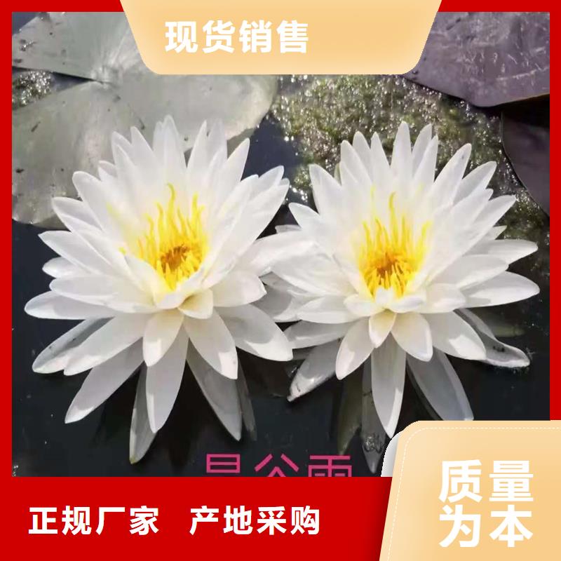 睡莲品牌供应商