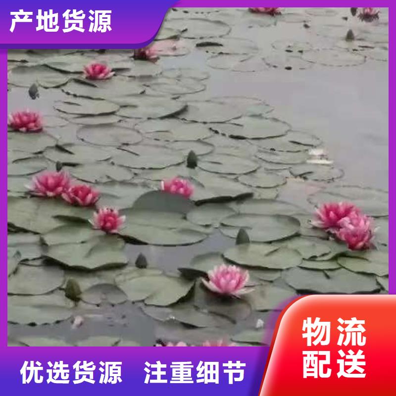 #精品睡莲#厂家