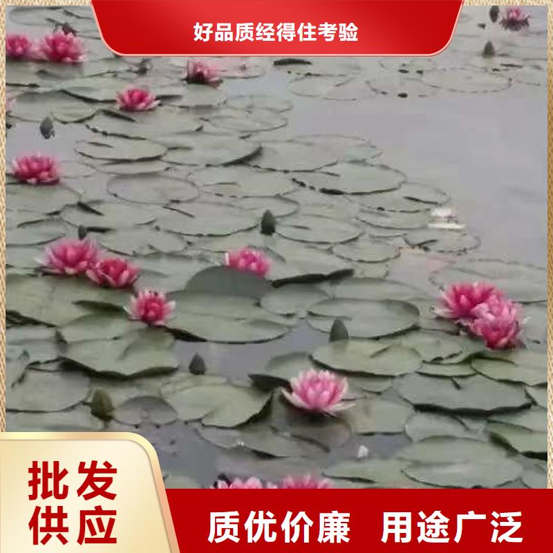 经验丰富的精品睡莲生产厂家