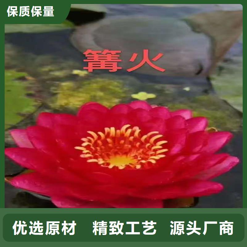 睡莲种苗厂家直发-价格透明