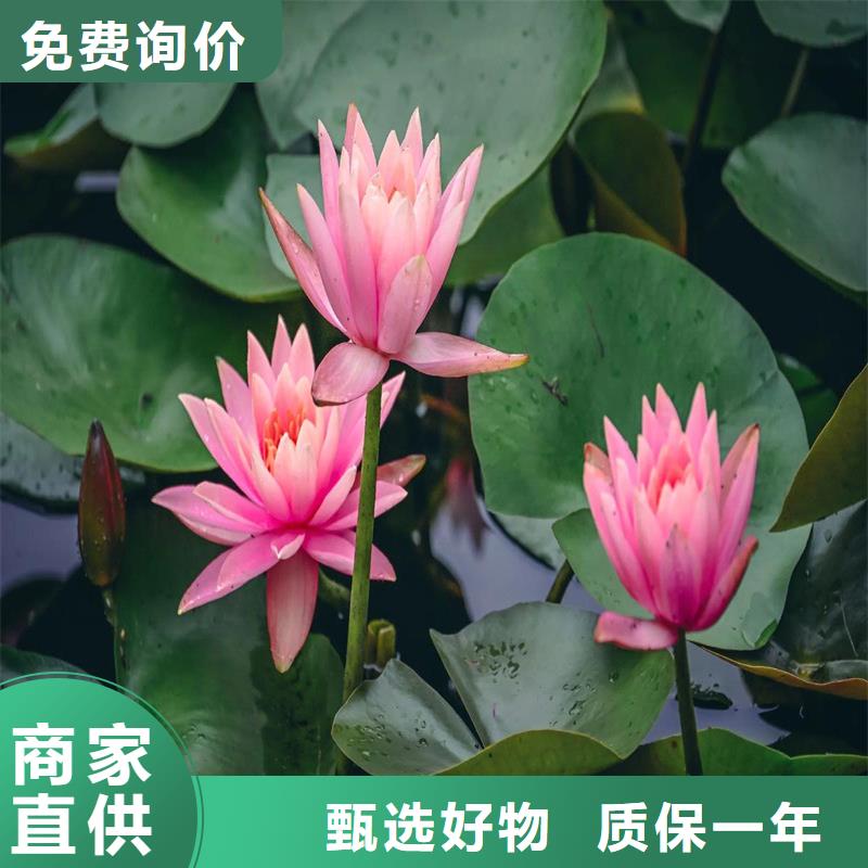 睡莲品牌厂家-买着放心