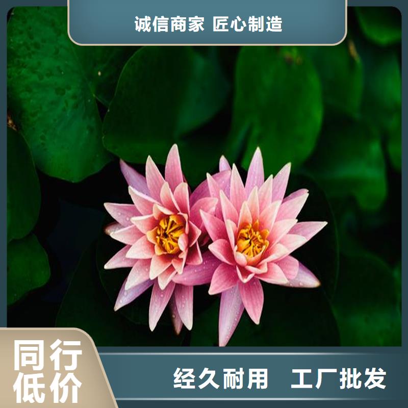 经验丰富的精品睡莲生产厂家
