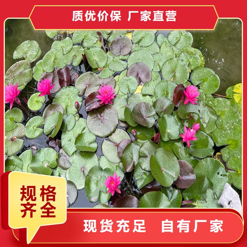 睡莲的花语和寓意-来电订购