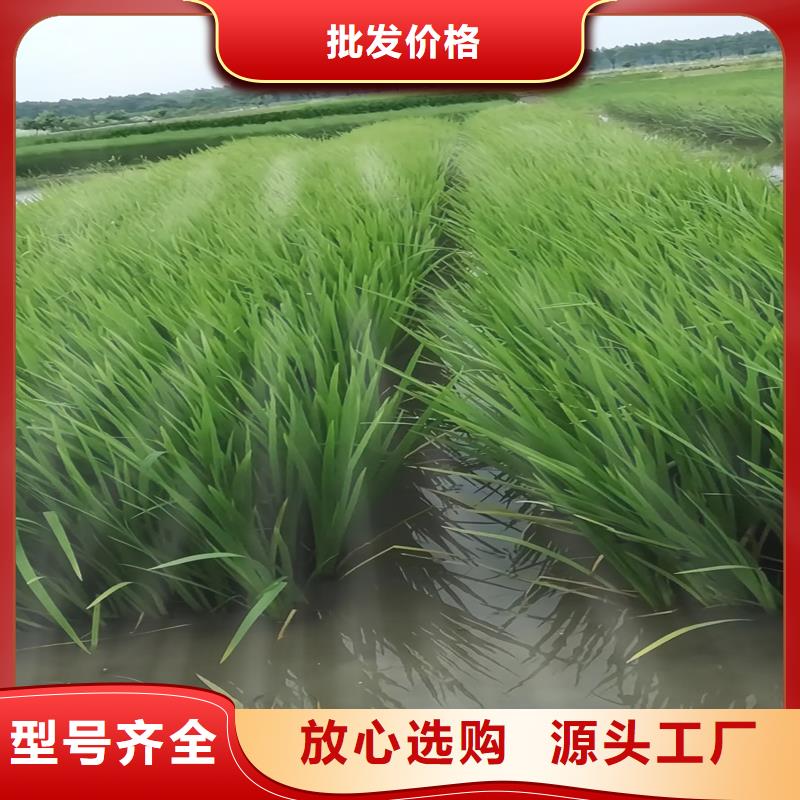 经验丰富的批发浮岛厂家