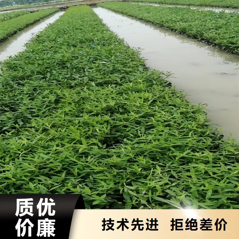 人工生态浮岛厂家