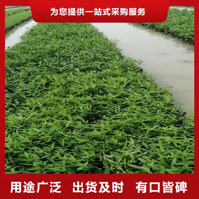 水生植物浮岛产品详细介绍
