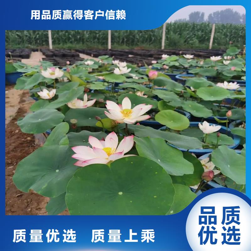 供应精品荷花苗的基地